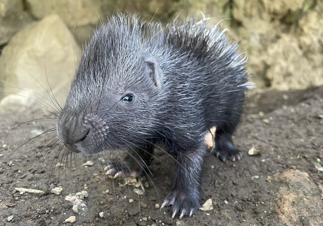 伊豆シャボテン動物公園でインドタテガミヤマアラシの赤ちゃん誕生！4月に生まれた白と黒の双子のきょうだいと一緒にすくすく成長