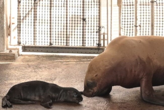 【横浜・八景島シーパラダイス】オタリアの赤ちゃん ８月２９日（金）誕生！