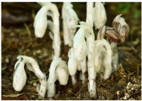 六甲高山植物園 神出鬼没？！ギンリョウソウモドキが開花しました！