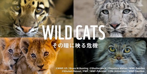 世界の野生ネコ科動物の約75%が危機的状況に　野生ネコを守ろう！生息地保全や密猟対策のための寄付キャンペーン『WILD CATS その瞳に映る危機』を開始