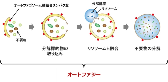 (株)成和化成 iVC HGAに老化細胞の若返り作用を確認
