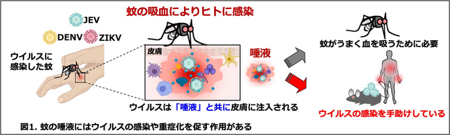 「蚊の唾液がウイルス感染を助ける！！」