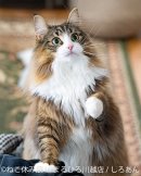 展示作品:しろあん 展示作品:しろあん