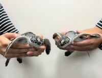 【すみだ水族館】今年も小笠原諸島からやってくる
アオウミガメの赤ちゃん2頭を9月13日（土）より公開