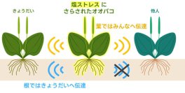 植物間の塩ストレス情報伝達を地上と地下で同時解明 ― 受信者の遺伝的距離に応じて異なる伝達機能 ―