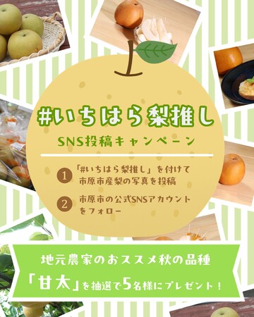 【千葉県市原市】SNS投稿で市内産梨が当たる！週末のおでかけは梨の直売所へ????