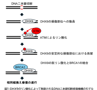 【東京工科大学】DNAの⼆本鎖切断修復の新たな制御メカニズムを解明 ―抗がん剤の新規標的など新たな研究に期待―