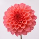 秋田県オリジナル品種の「NAMAHAGEダリア」