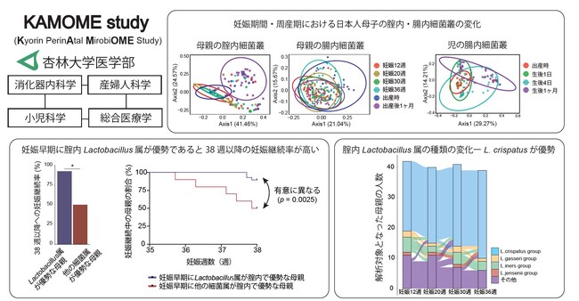 妊娠早期の腟内に乳酸菌が多く存在することが良好な妊娠経過と関連することが明らかに