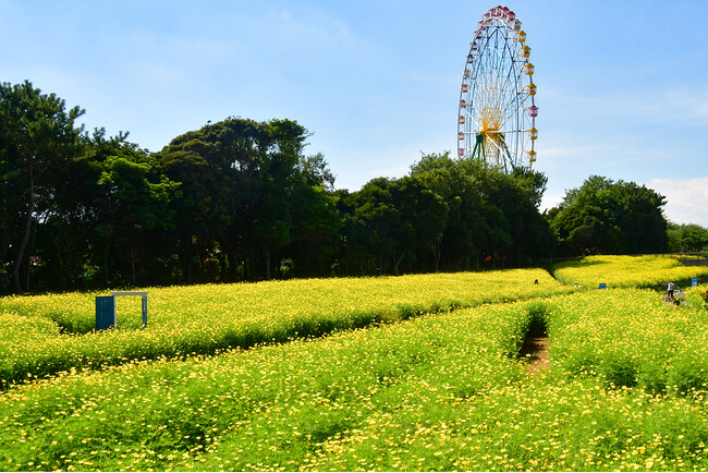 キバナコスモス “レモンブライト” が見頃を迎えています（国営ひたち海浜公園）