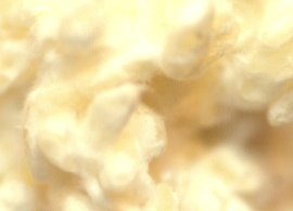 自家製の白米麹 自家製の白米麹