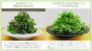 サラダミックス サラダミックス
