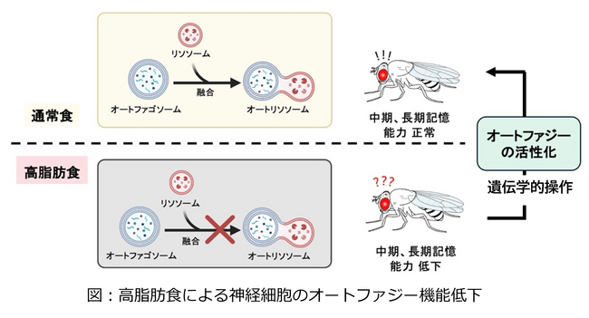 食習慣は脳機能に影響する―長期間の高脂肪食の摂取による記憶能低下の仕組みを解明―