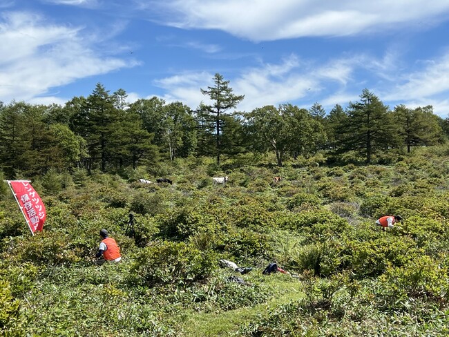 【長野県東御市】一望できるレンゲツツジ群落は日本一！湯の丸高原で「レンゲツツジ保全活動」ボランティア募集
