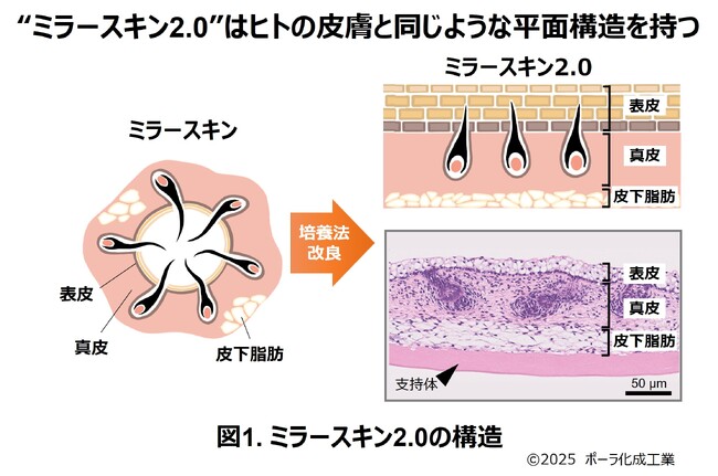 ミラースキン(TM)を進化させ、より本物に近い皮膚構造の再現に成功。究極のテーラーメイド化粧品の創出を目指す