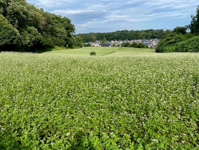 七国山の秋の風物詩!そばの花が見頃を迎えます