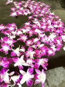 デンファレ風呂