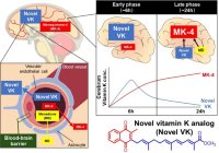 芝浦工大、脳神経再生に効果が期待されるビタミンK誘導体を開発　アルツハイマー病などの神経変性疾患への治療効果に期待