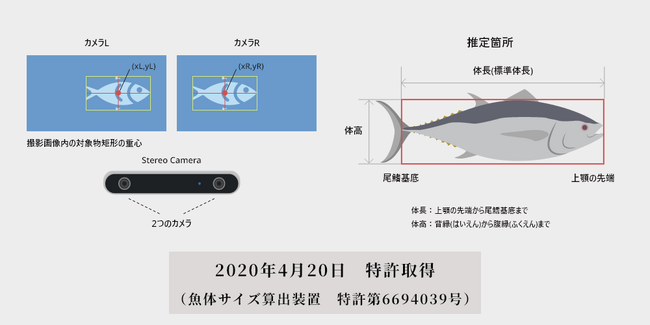 i-ocean、「AI魚体サイズ測定カメラ」の「魚体重予測機能」をアップデート