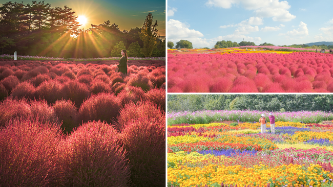 【広島／世羅】秋色コキア　コキアとコスモスの丘　9月20日OPEN《Flower village 花夢の里》