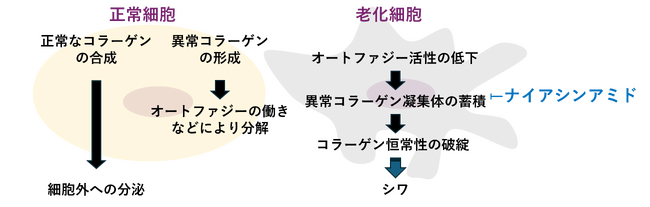 世界初(＊1)、ナイアシンアミドの新たな抗老化作用を発見。シワの一因“コラーゲンの減少”メカニズムを解明し、多角的なアプローチが可能に。