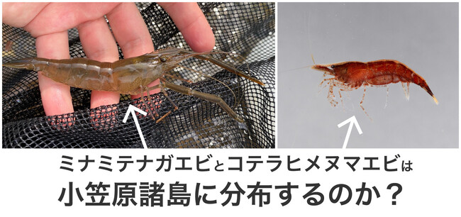 【摂南大学】小笠原諸島に淡水エビ類は何種 定説10種を野外と文献の調査・博物館標本から再検討
