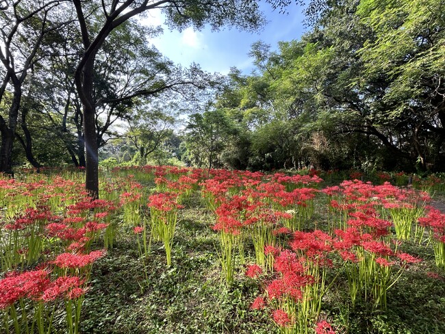ヒガンバナ咲き始めました!【国営木曽三川公園 ワイルドネイチャープラザ】