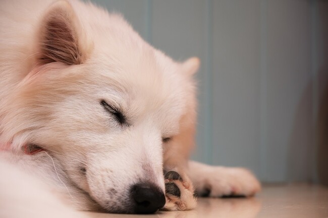 犬の睡眠時間ってどれくらい?安眠できる環境を作るポイントも併せて解説!