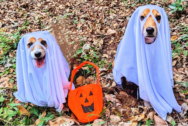 【愛犬×ハロウィン】おばけワンコの仮装パーティー開催！　箱根の愛犬と泊まれるホテルにて｜2025年10月