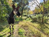 けいきゅうキッズチャレンジ　金沢動物園でたのしく，オカピを学ぼう！守ろう！