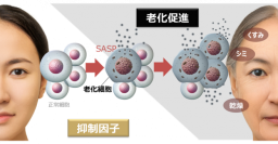 老化の連鎖を制御
~肌老化を加速させるSASPの抑制因子を特定~