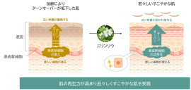 研究成果の概要 研究成果の概要