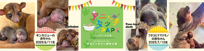 屋内型ふれあい動物園＆アミューズメント施設「アニタッチPARK イオンモール太田」でフタユビナマケモノとキンカジューの赤ちゃんが誕生！