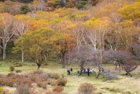 群馬県赤城山 紅葉の時期に「普段は入れない！赤城白樺牧場 秘密の絶景ツアー 2025Autumn」開催
