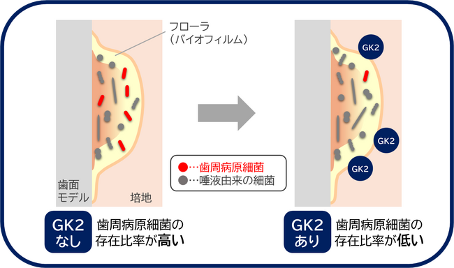 グリチルリチン酸ジカリウムが口腔内の歯周病原細菌(※1)を選択的に抑制する作用を確認