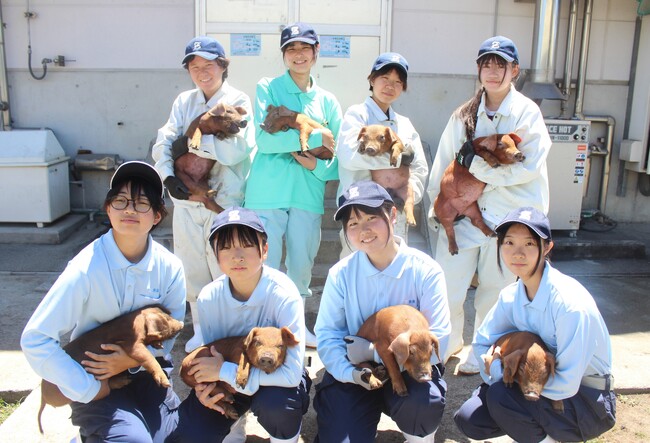 熊本市の高校生開発のブランド豚「くまもとの赤ぶた」がさとふる限定でふるさと納税に初登場!