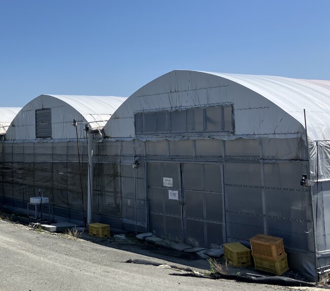 「業務用の八百屋」最大手が農業に新規参入 25年9月、熊本・玉名市にて自社農場を開設