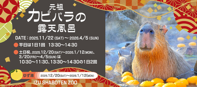 伊豆の冬の風物詩！伊豆シャボテン動物公園で「元祖カピバラの露天風呂」が2025年11月22日（土）にスタート！ 2026年4月5日（日）まで開催