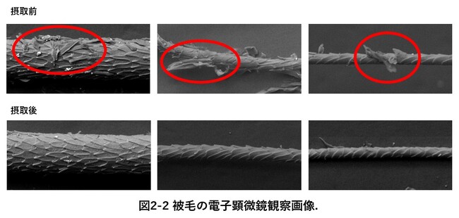 魚肉ペプチドの摂取による犬の食いつき、毛並み改善とストレス軽減効果を確認