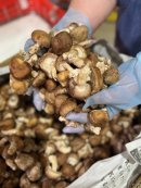 すくい取り・椎茸