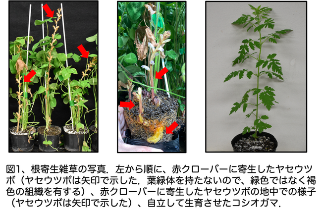 根寄生雑草が宿主植物由来の発芽シグナル分子を自ら生産する能力を有することを解明