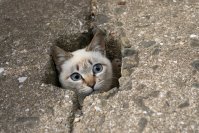 写真家 五十嵐 健太の飛び猫10周年記念「島猫そらら写真展」を10月2日から新宿マルイアネックスで開催