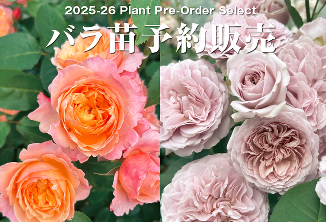 あなたのお庭にぴったりのバラがきっと見つかる!約500種のバラ苗が集結!『2025年度バラ苗予約販売』