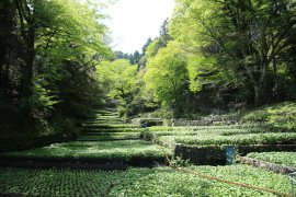 畳石式わさび田 畳石式わさび田