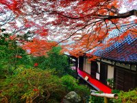 通常非公開・京都「霊鑑寺」秋の特別拝観11月21日(金)より開催　～庭の緑と紅葉の赤が織りなす美しい庭園と狩野派作の襖絵を公開～
