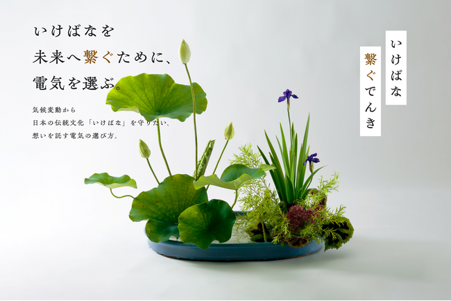 いけばな小原流×UPDATER 気候変動から伝統文化を守る再エネ電力プラン誕生