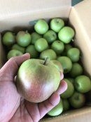 摘果リンゴ(1) 摘果リンゴ(1)