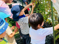 下北沢駅徒歩3分、都会で土に触れながら秋の収穫体験　保育園児親子に人気の畑＋料理体験10月12日、26日に開催