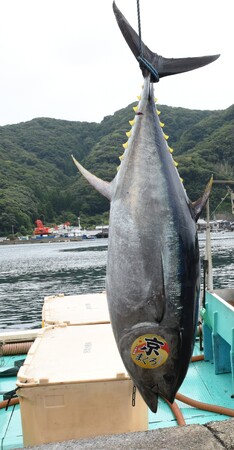京都府内で唯一のクロマグロ養殖！短期養殖で天然と養殖の良いところ取り、赤身が上質で濃厚！生・本まぐろ年間1万本販売実績の大起水産プライベートブランド京都府伊根産「京まぐろ」10月1日販売開始！