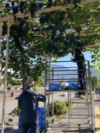 【ワインが楽しみだわいん！】今年は一緒に！塩尻駅西口の「マスカット・ベーリーAブドウ」を収穫します！